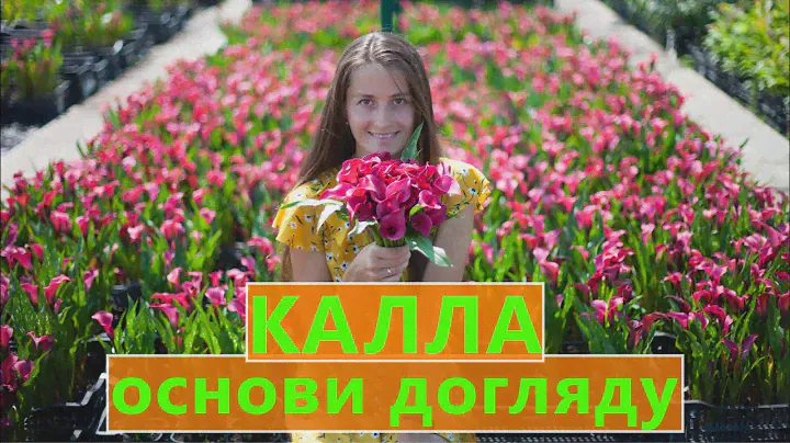 КАЛЛА 🌸 ОСНОВИ ДОГЛЯДУ 📝 ПРОСТО ТА ЕФЕКТИВНО